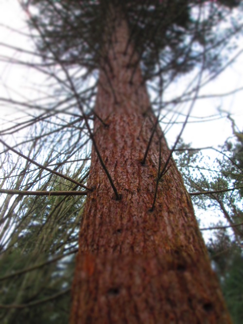 Redwood tree - actually quite a slim wee specimen